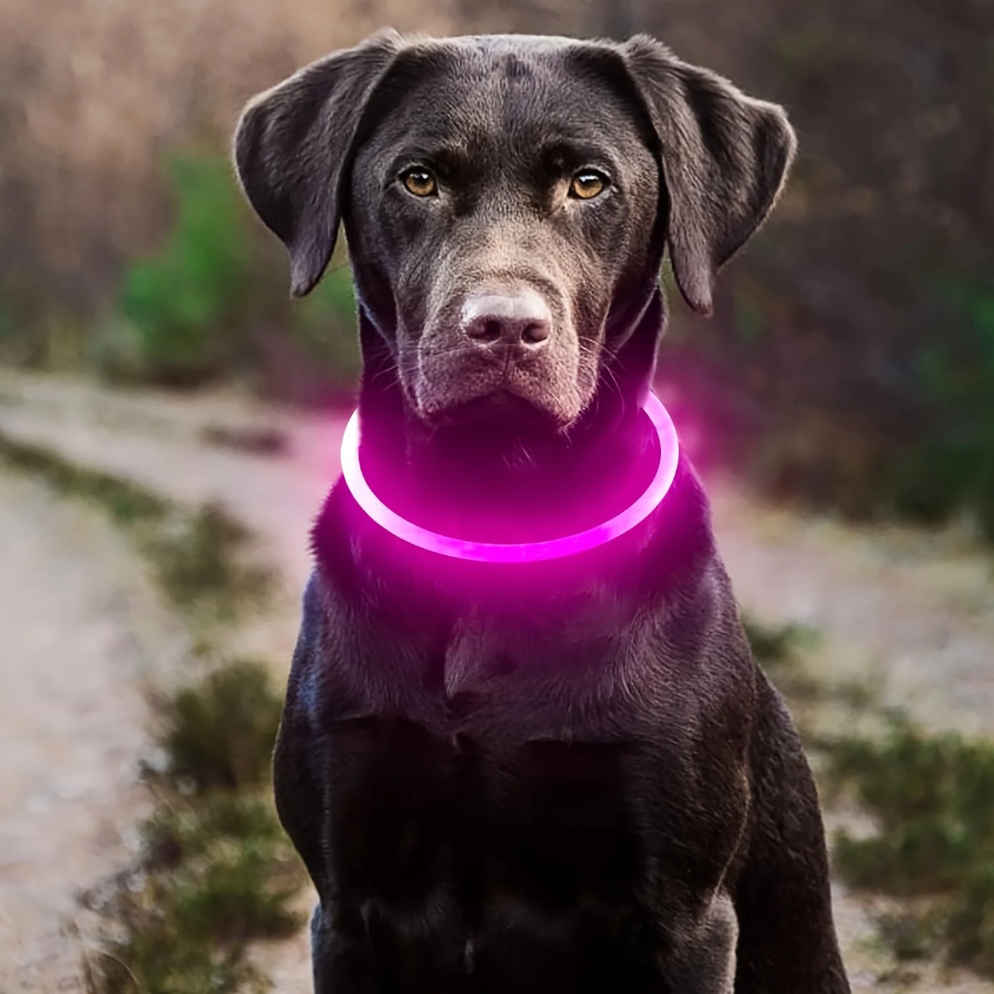 LED Leuchthalsband für Hunde USB wiederaufladbar Sicherheit