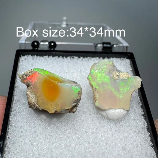 Two raw opals in a display box with size indication.